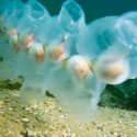 Océanos podrían tener casi un millón de veces más microplásticos de lo que se había calculado
