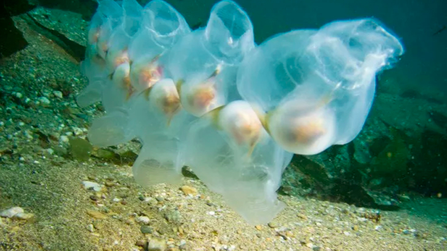 Océanos podrían tener casi un millón de veces más microplásticos de lo que se había calculado