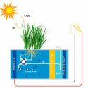 Cómo cosechar bioelectricidad de una planta