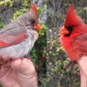 Descubren cardenal extremadamente raro en Texas