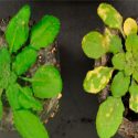 Descubren el gen que controla el hierro en las plantas