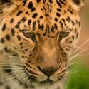 El jaguar continúa en riesgo de extinción en México