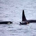 Las orcas viven más cuando tienen abuela