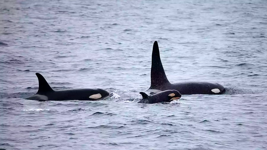 Las orcas viven más cuando tienen abuela