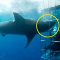 Activista mexicano denuncia la muerte de un tiburón blanco que quedó atrapado en una jaula