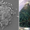 Investigadores mexicanos profundizan con bacterias del golfo de México que degradan petróleo