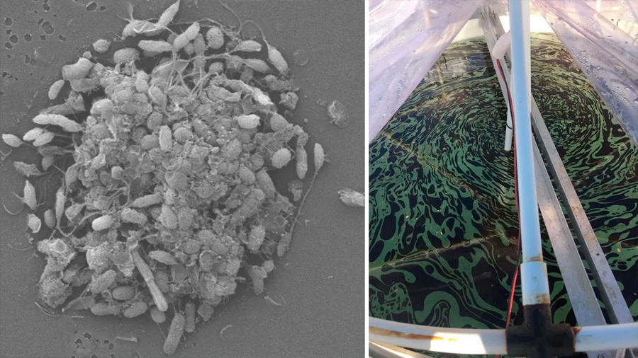 Investigadores mexicanos profundizan con bacterias del golfo de México que degradan petróleo