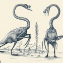 Así lucirían los animales si nos basamos solo en su estructura ósea