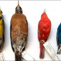 ¿Por qué el cuerpo de los pájaros se está encogiendo mientras sus alas crecen?