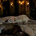 Nuestra guerra contra los roedores urbanos puede estar creando una nueva especie: las superratas