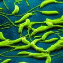Este es el pegamento natural más fuerte que se ha descubierto y puede adherirse a casi cualquier superficie