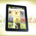 Naturalista, la app que ayuda proteger la biodiversidad mexicana