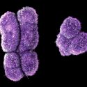 Demuestran que el cromosoma Y está desapareciendo de la sangre de los hombres