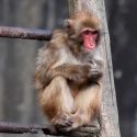 Investigador se contagia del letal herpes B al experimentar con monos