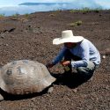 Galápagos tras huellas de tortugas que se creían extintas