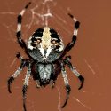 Descubren en México una nueva especie de araña violinista venenosa