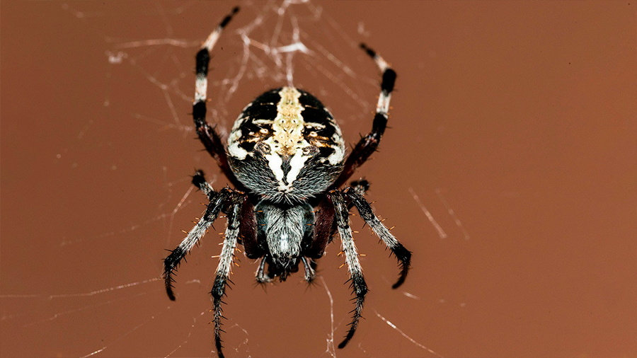 Descubren en México una nueva especie de araña violinista venenosa