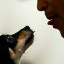 Estudio revela que los perros saben categorizar las palabras sin entrenamiento previo