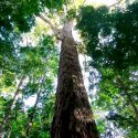 Nuevo récord de altura para un árbol en el Amazonas: 88.5 metros
