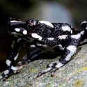 Colombia: reaparece una especie de rana venenosa que se creía extinta desde hace 30 años