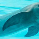 Advierten de la extinción de 13 especies de ballenas y delfines debido a las redes de pesca