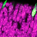 Descubren el nacimiento de la visión, desde la retina hasta el cerebro