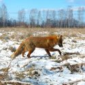 Lo más leído en 2019: La naturaleza recupera Chernobyl