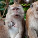 Una interfaz permite saber cómo procesan los primates las palabras