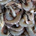 Microorganismos, camarones, obesidad y un premio
