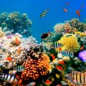 Especies raras se organizan en guetos para sobrevivir