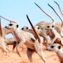Los clanes de suricatas protegen su territorio con danzas de guerra