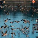 Diez mil kilómetros sin escalas, el secreto de las aves migratorias