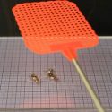 Pequeño micro-robot es puesto a prueba y soporta el golpe de un matamoscas