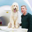 Los perros procesan números en una región cerebral similar a la humana