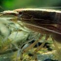Descubren una especie de super gamba que escala acantilados y cambia de sexo