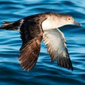 Erradican rata negra de isla mexicana que amenazaba a ave en riesgo de extinción