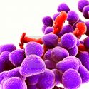Identifican el punto débil de superbacteria resistente a los medicamentos que mata miles al año