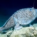 Descubren misterioso pez en el Golfo de México que convierte sus aletas en grandes patas