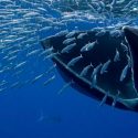 Las ballenas recurren al sigilo y engaño para atacar bancos de peces