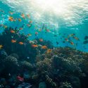 Para sobrevivir al cambio climático, especies marinas migrarán a aguas profundas