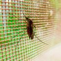 Los mosquitos se hacen resistentes al insecticida por sus patas