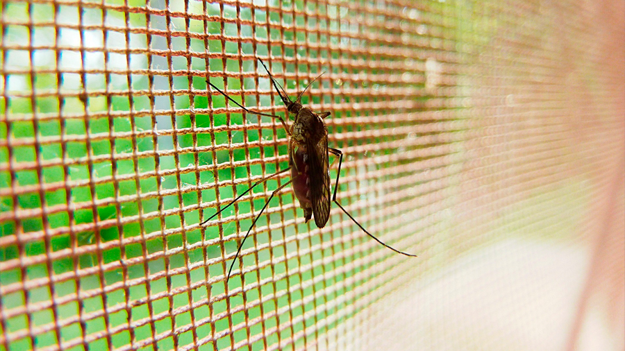 Los mosquitos se hacen resistentes al insecticida por sus patas