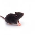 Científicos chinos engendran ratones en células de granulosa