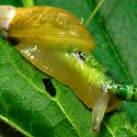 Este llamativo caracol de colores en realidad es un zombi