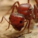 El animal terrestre con mayor tolerancia al calor vive en un desierto más grande que EU