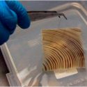 Membrana hecha de madera capaz de filtrar agua salada y hacerla potable