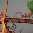 Descubren que hormigas en el Amazonas detectan el mal clima y además apuran el paso