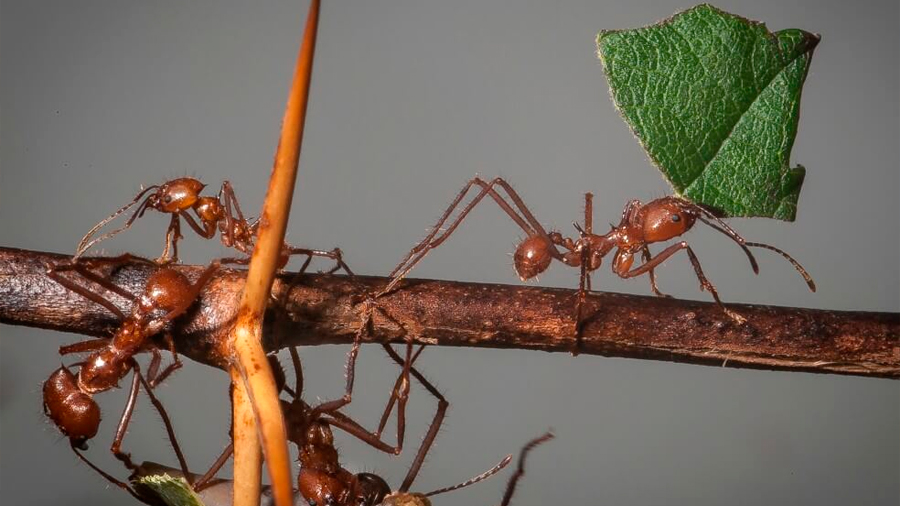 Descubren que hormigas en el Amazonas detectan el mal clima y además apuran el paso