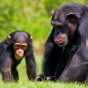 Los chimpancés enseñan activamente a sus crías en tareas complejas