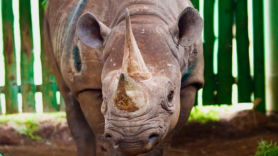 Muere Fausta a los 57 años, la rinoceronta más longeva del mundo